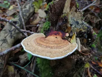 Paddestoelen Kennedy bos Kortrijk (België)